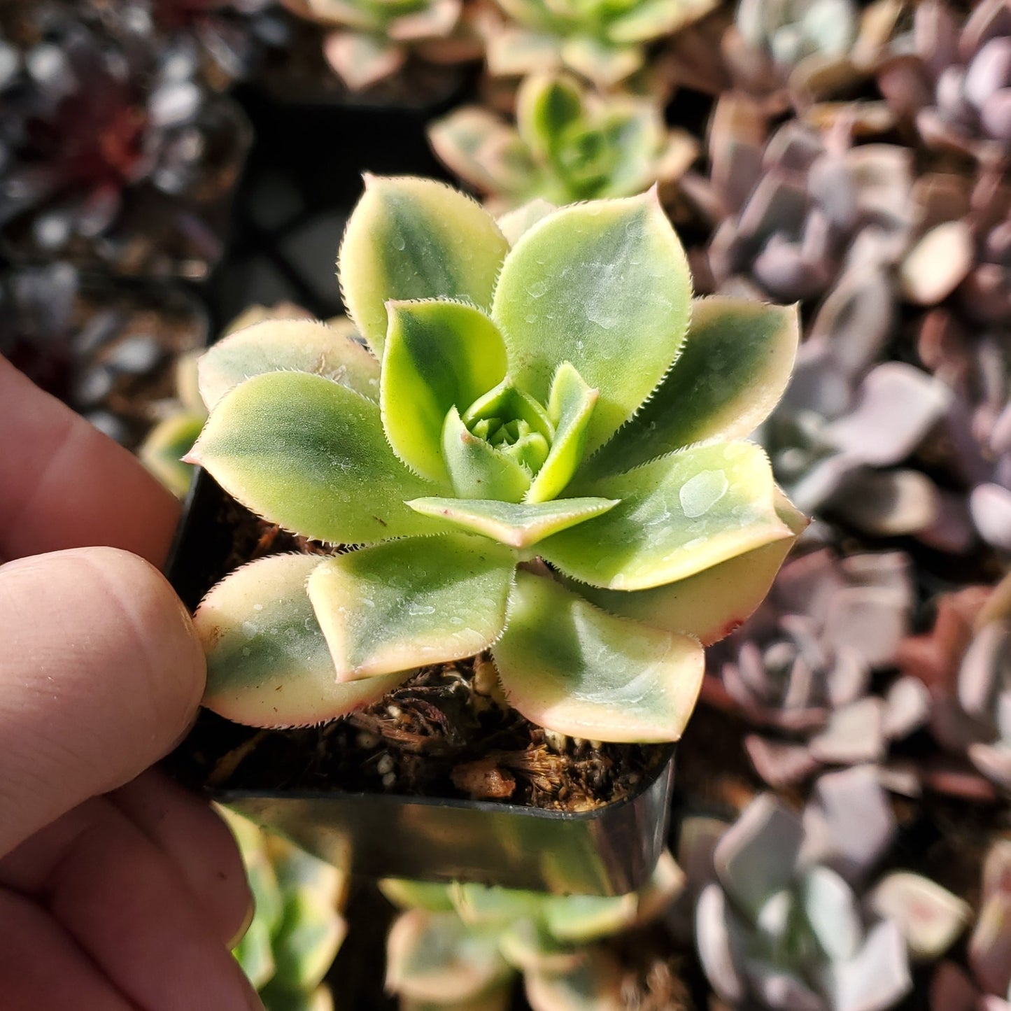 Aeonium 'Floresens'