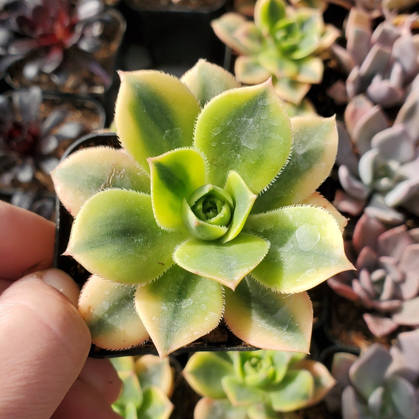 Aeonium 'Floresens'