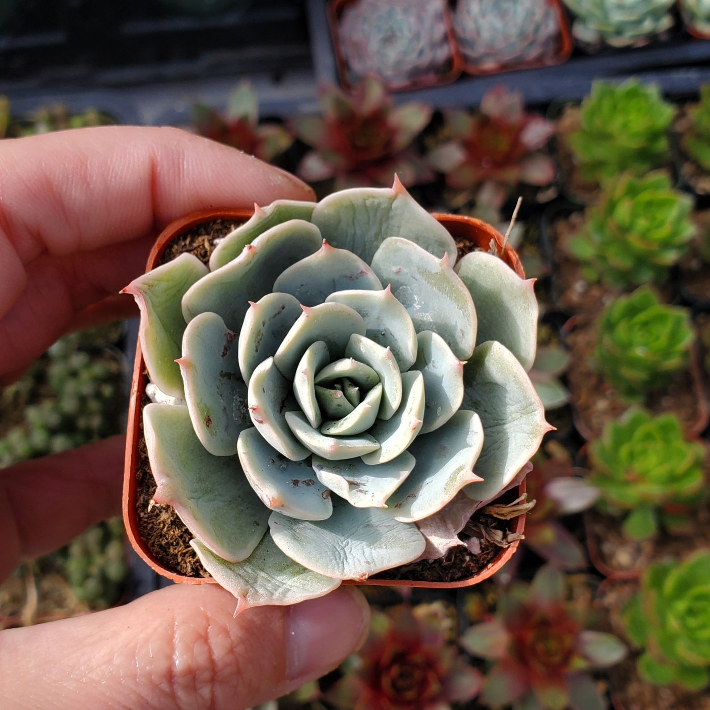 Echeveria 'Imbricata' or 'Blue Rose'