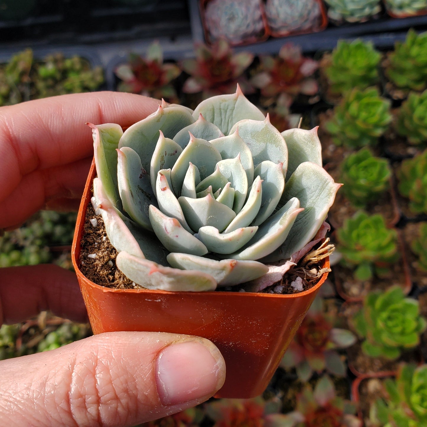 Echeveria 'Imbricata' or 'Blue Rose'