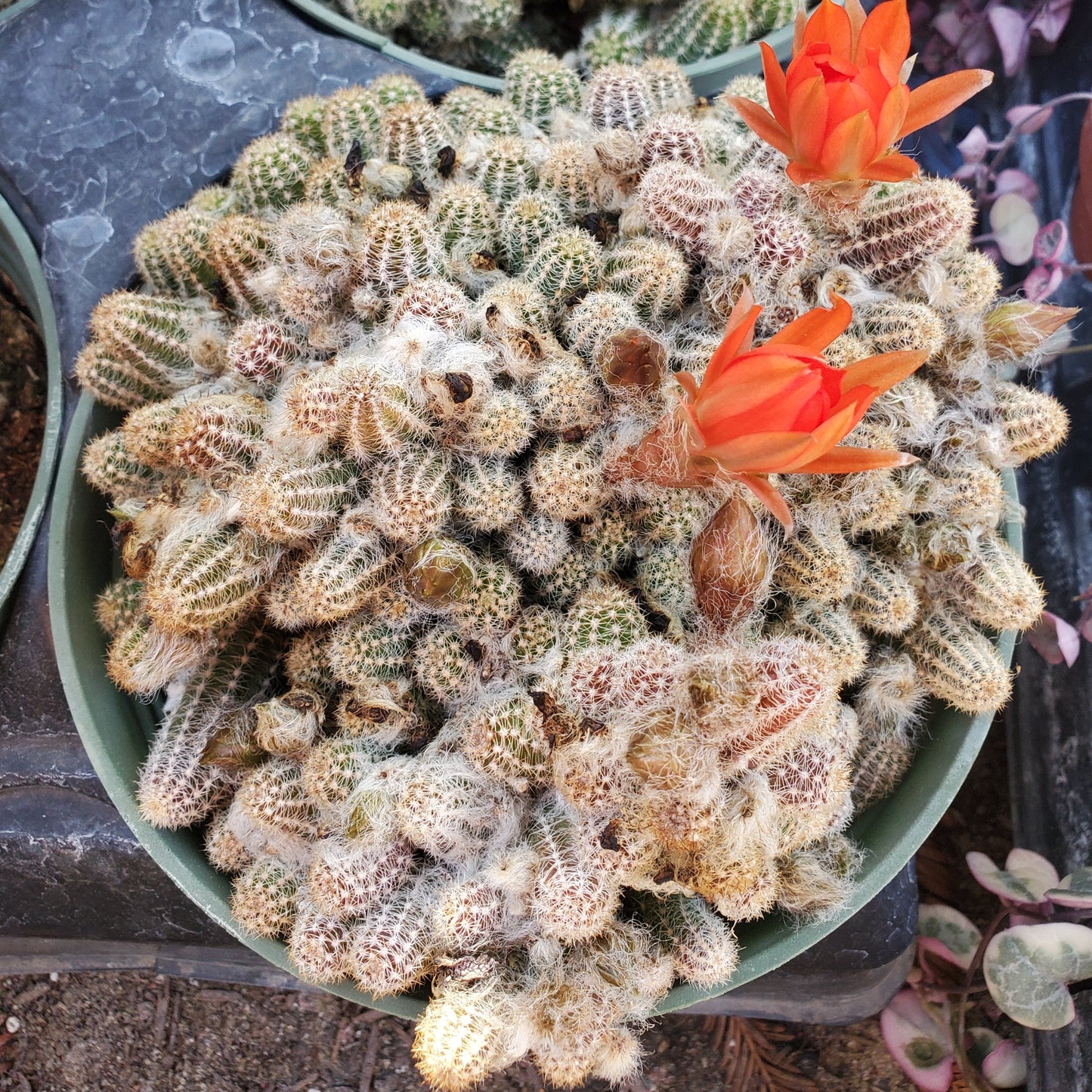 Echinopsis chamaecereus 'Peanut Cactus'
