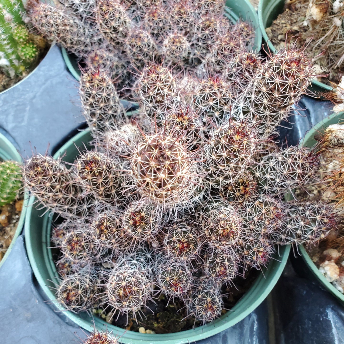 Mammillaria Mazatlanensis