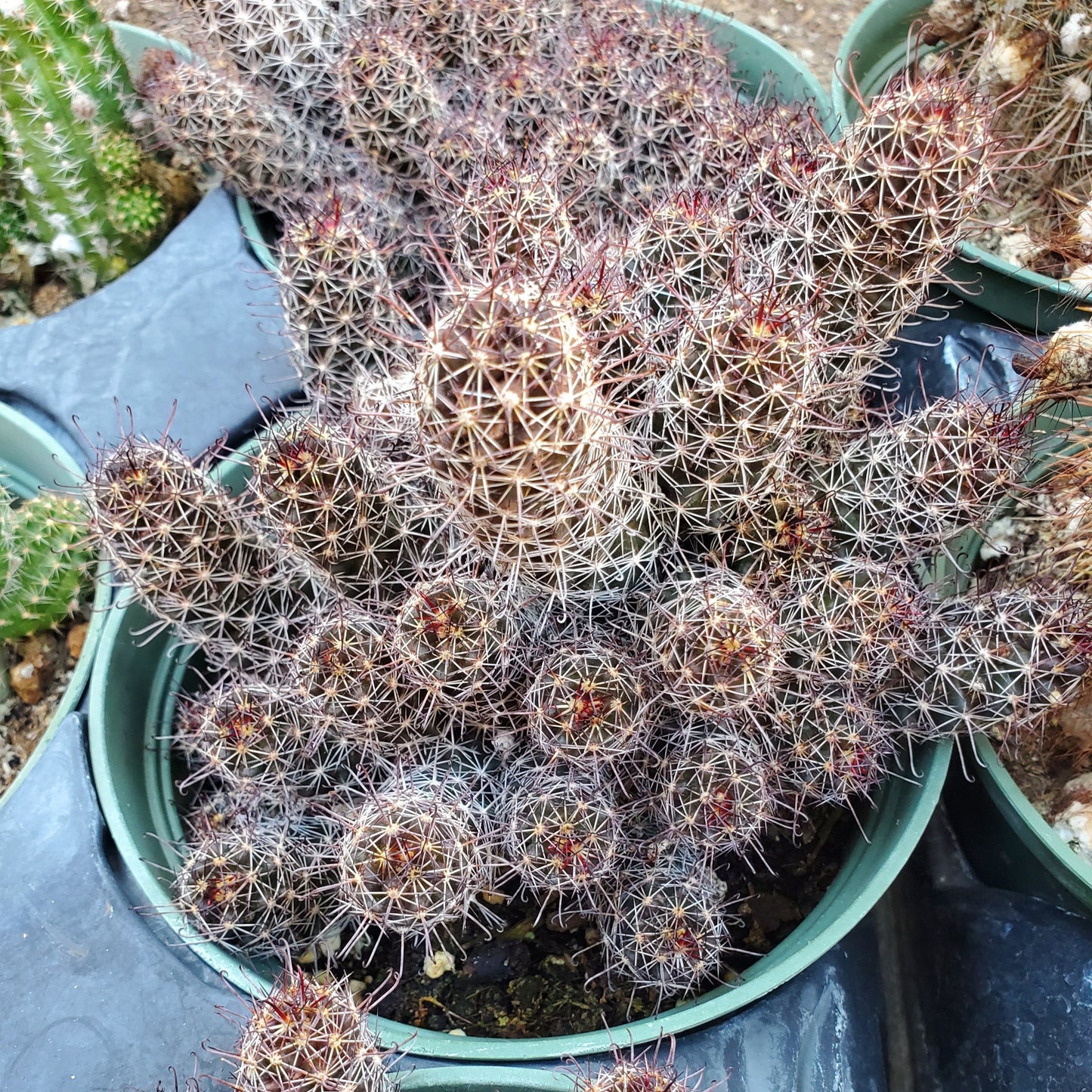 Mammillaria Mazatlanensis