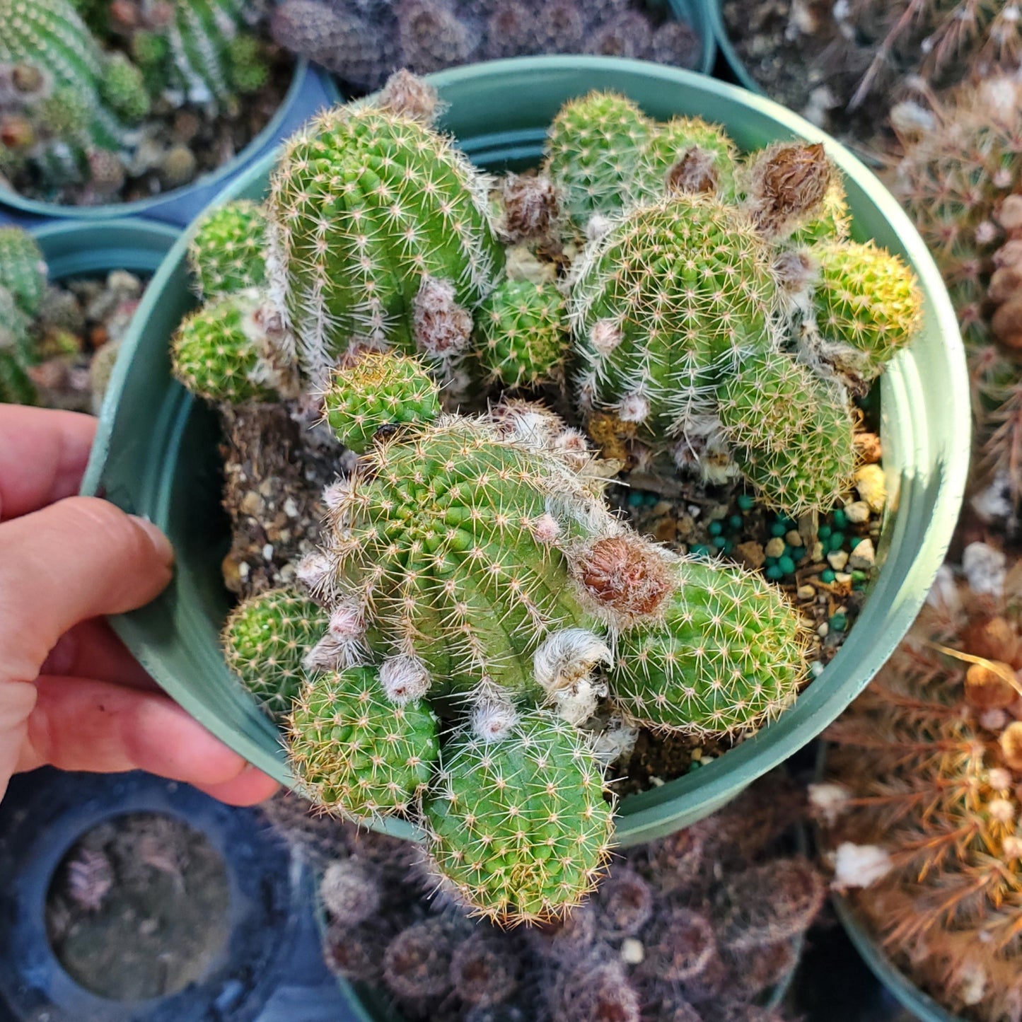 Echinopsis spachiana 'Torch Cactus'
