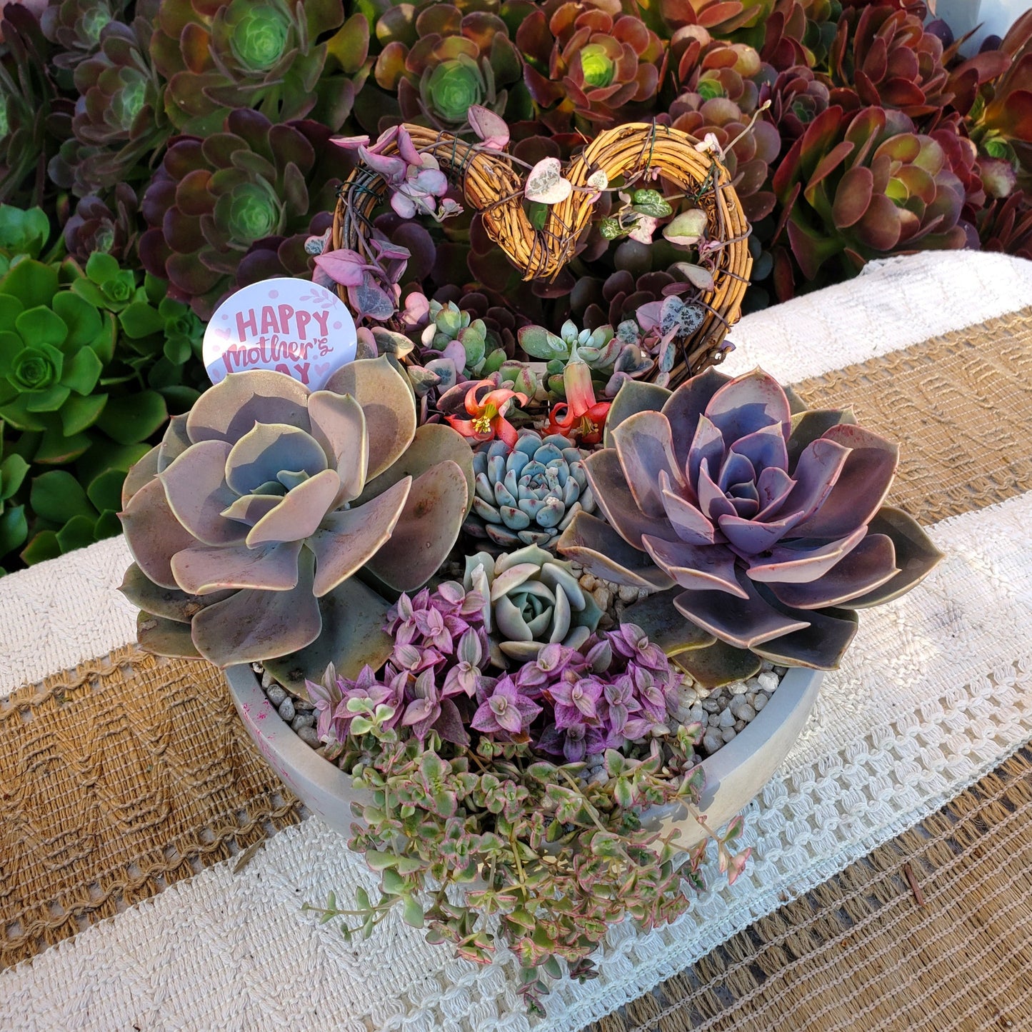 Large Circle Variegated String of Hearts Trellis Succulent Arrangement