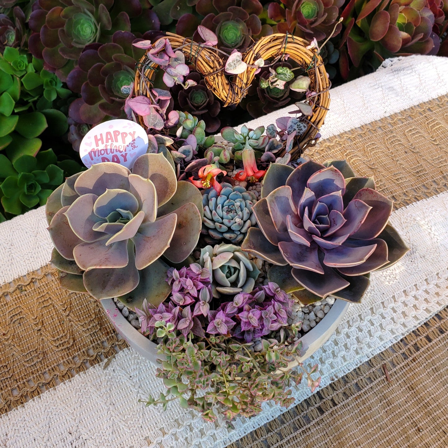 Large Circle Variegated String of Hearts Trellis Succulent Arrangement