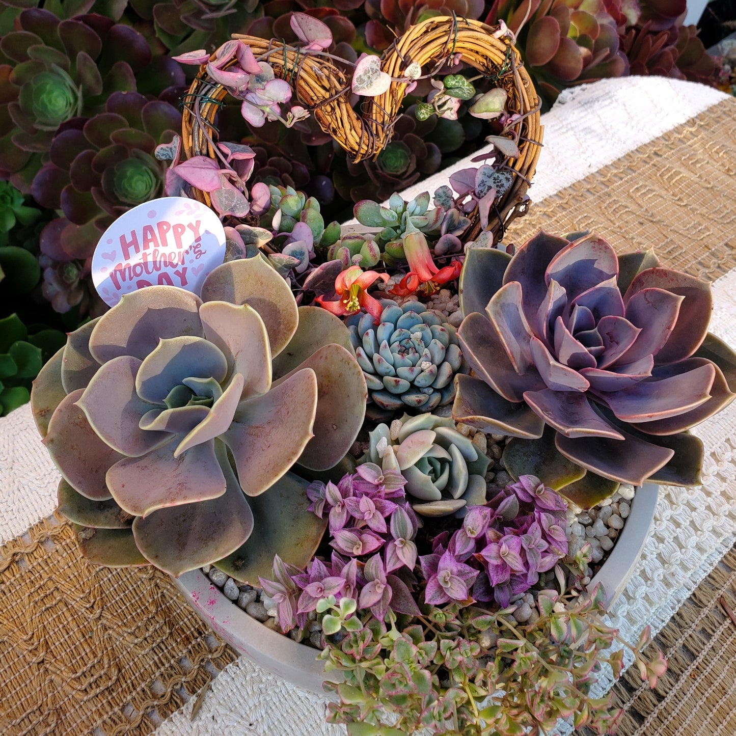 Large Circle Variegated String of Hearts Trellis Succulent Arrangement