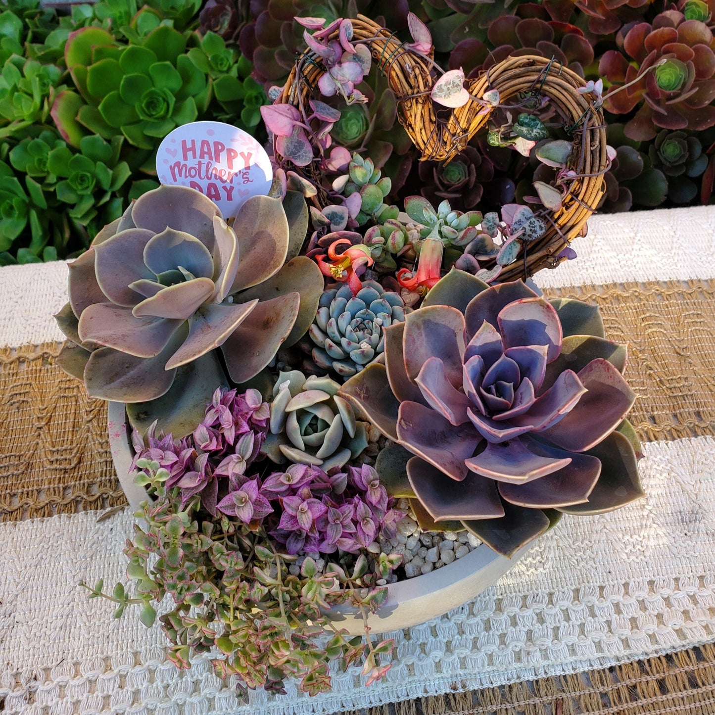 Large Circle Variegated String of Hearts Trellis Succulent Arrangement