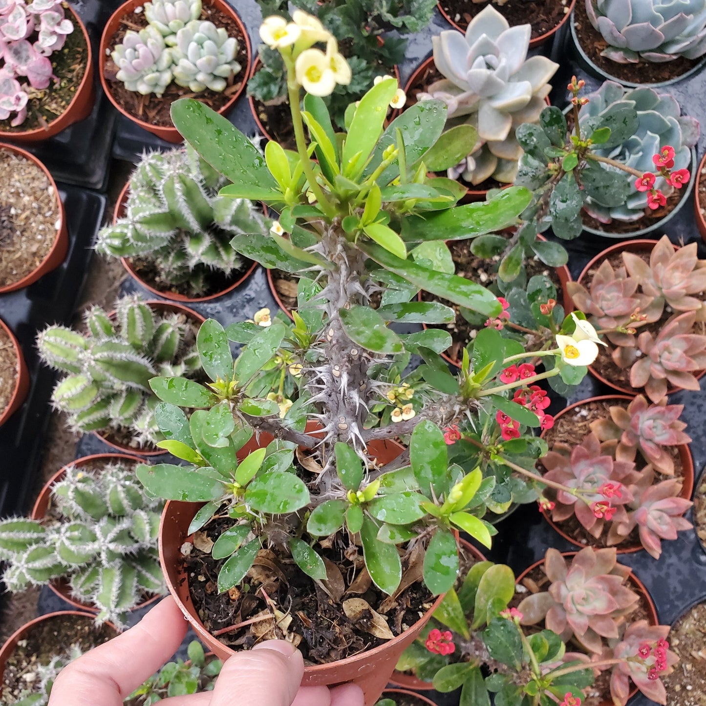 Euphorbia Milii 'Yellow Crown of Thorns'