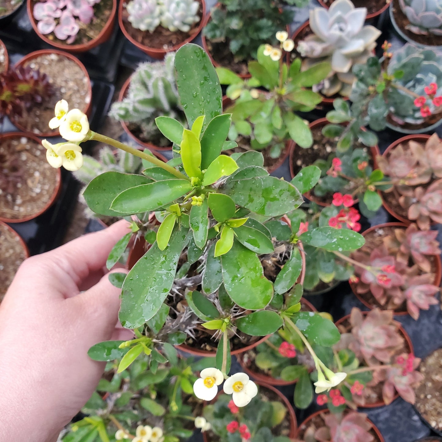 Euphorbia Milii 'Yellow Crown of Thorns'