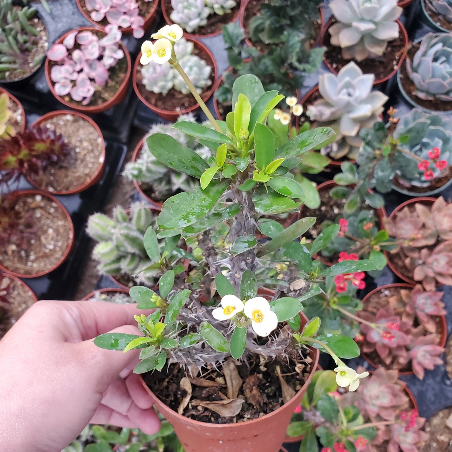 Euphorbia Milii 'Yellow Crown of Thorns'