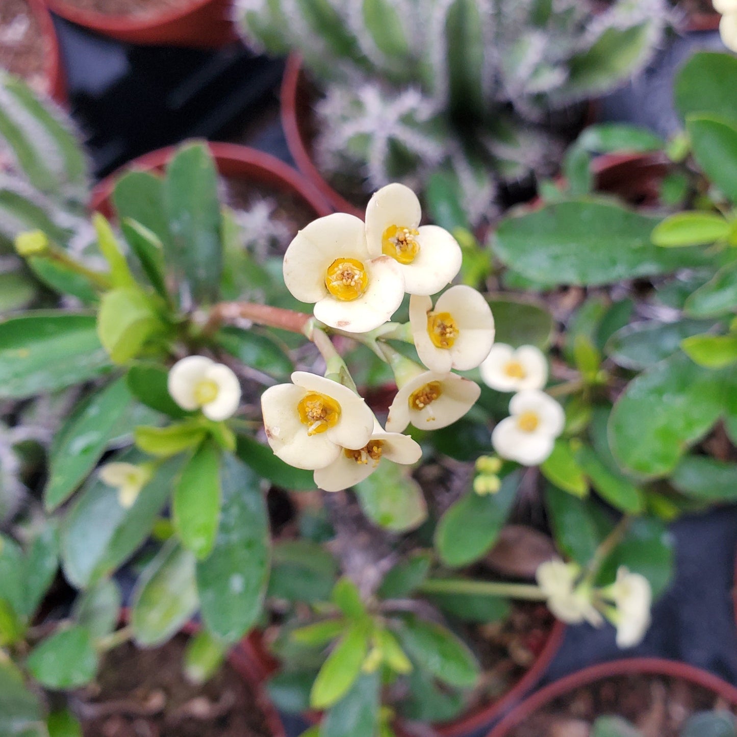 Euphorbia Milii 'Yellow Crown of Thorns'