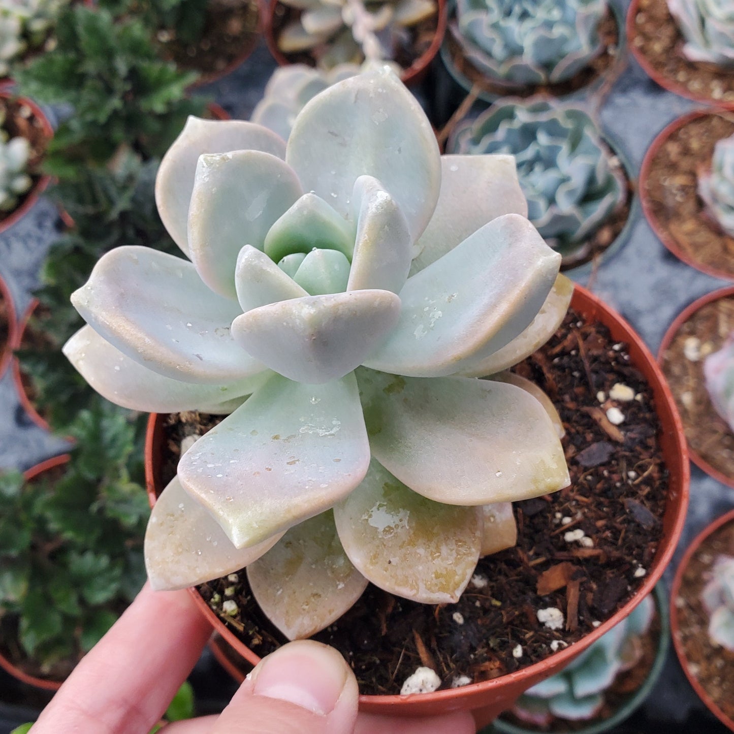 Graptopetalum paraguayense 'Ghost Plant'