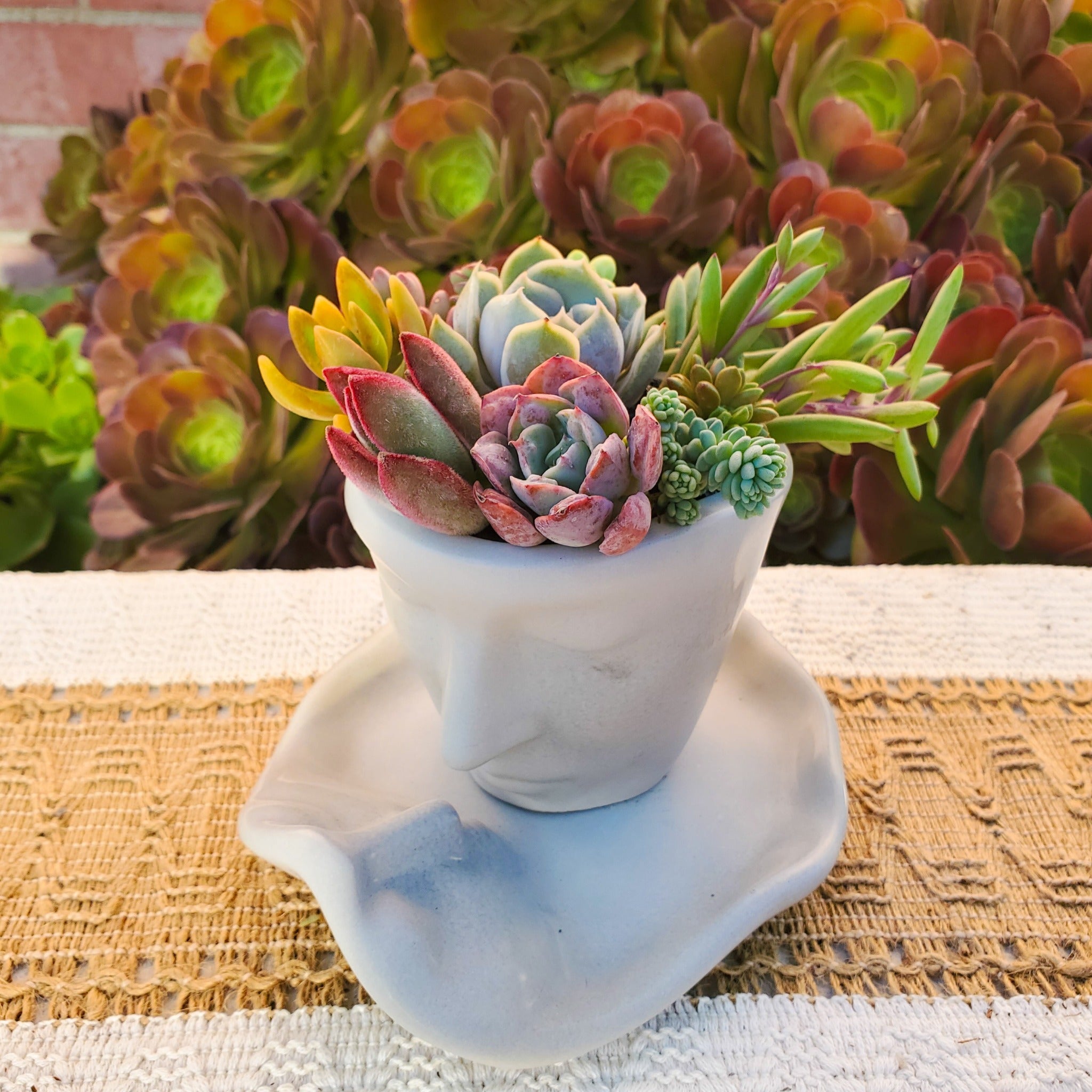succulent face Succulent Face Teacup Arrangement