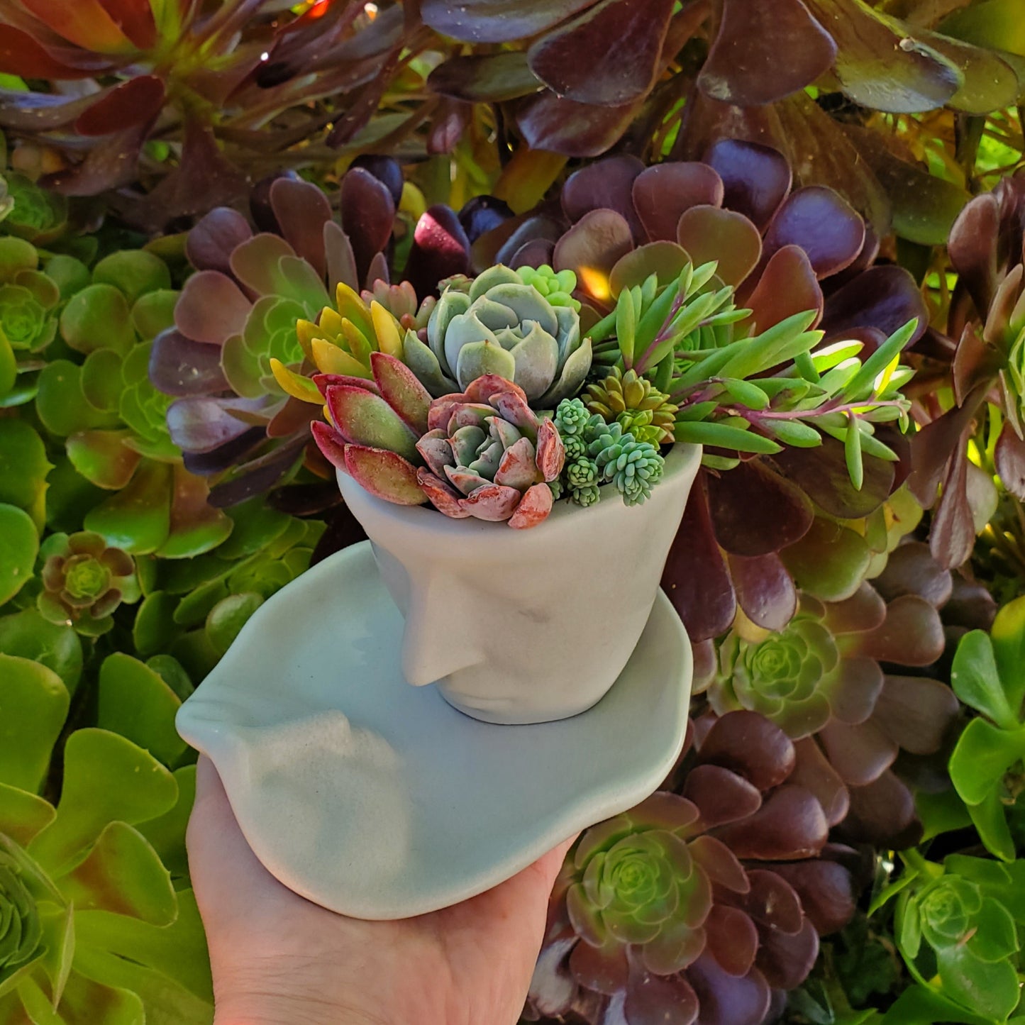 Succulent Face Teacup and Saucer Arrangement