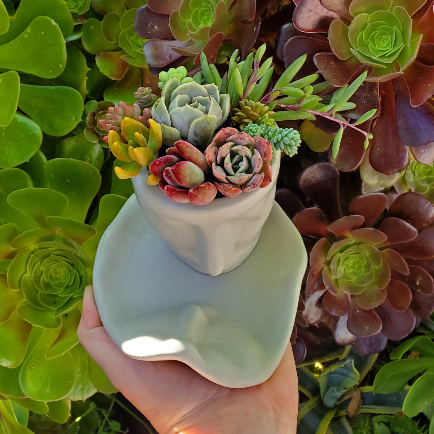 Succulent Face Teacup and Saucer Arrangement