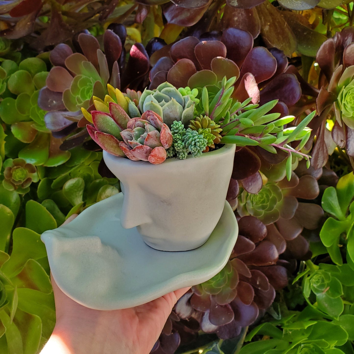Succulent Face Teacup and Saucer Arrangement