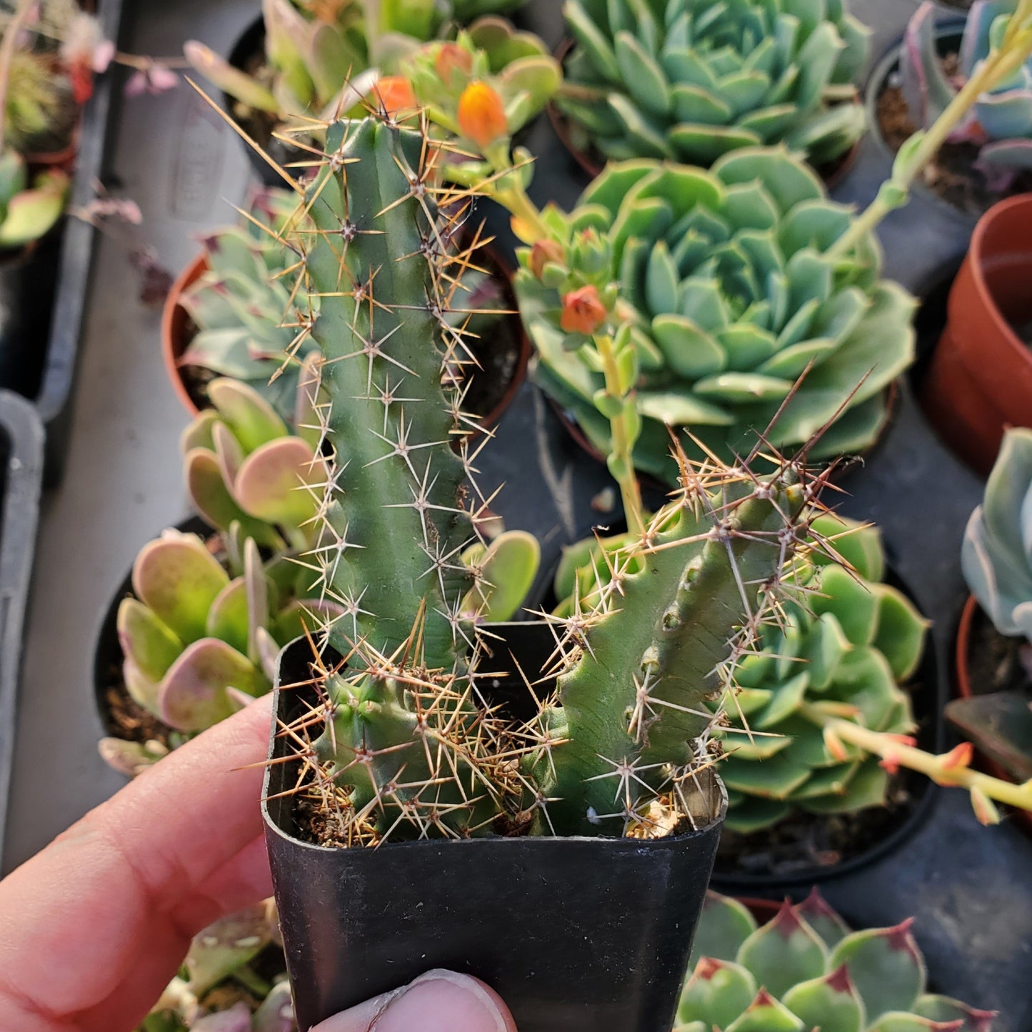 Echinocereus pentalophus 'Lady Finger Cactus'
