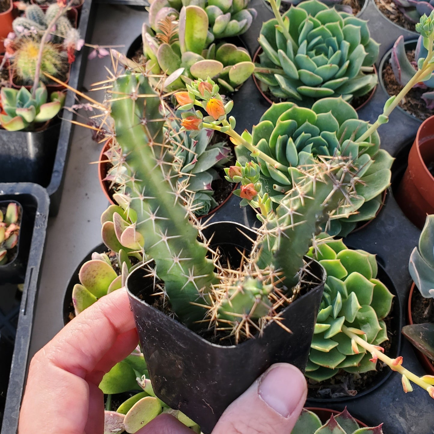 Echinocereus pentalophus 'Lady Finger Cactus'