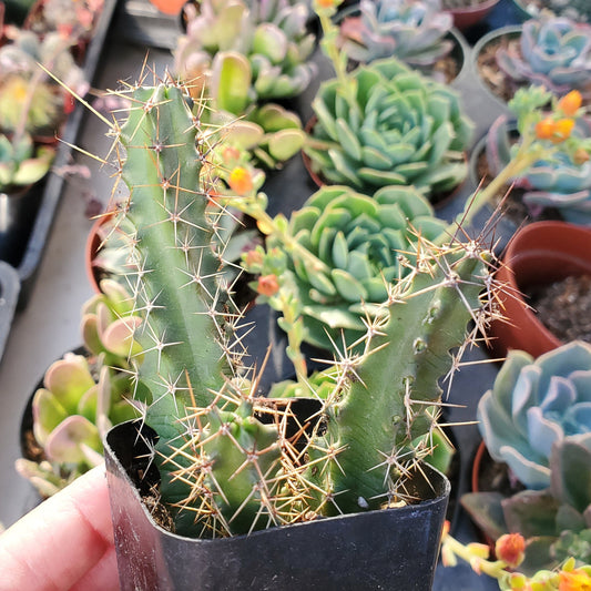 Echinocereus pentalophus 'Lady Finger Cactus'