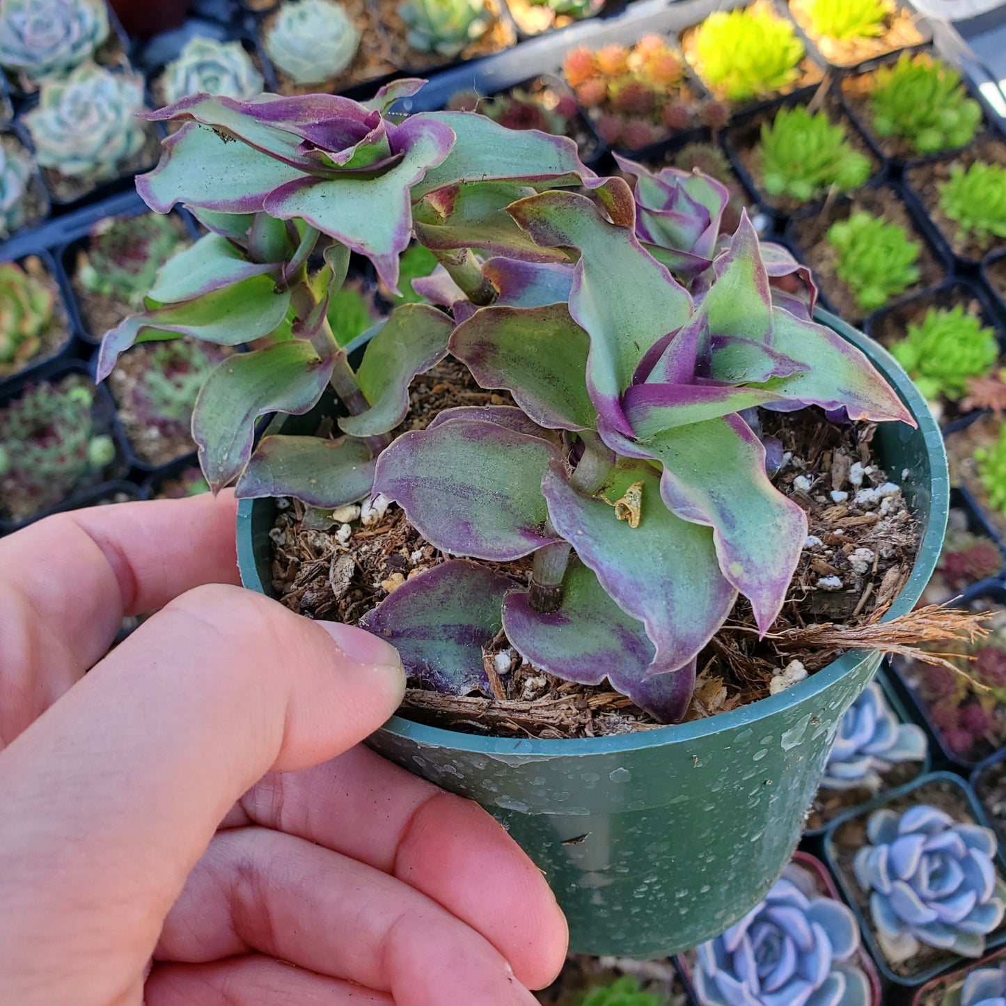 Callisia soconuscensis 'Dragon Tail'