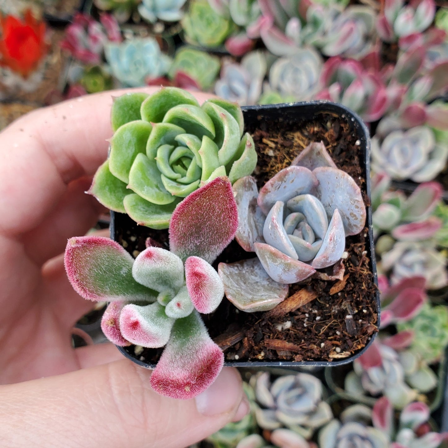Echeveria Mix (Purple, Red & Green)