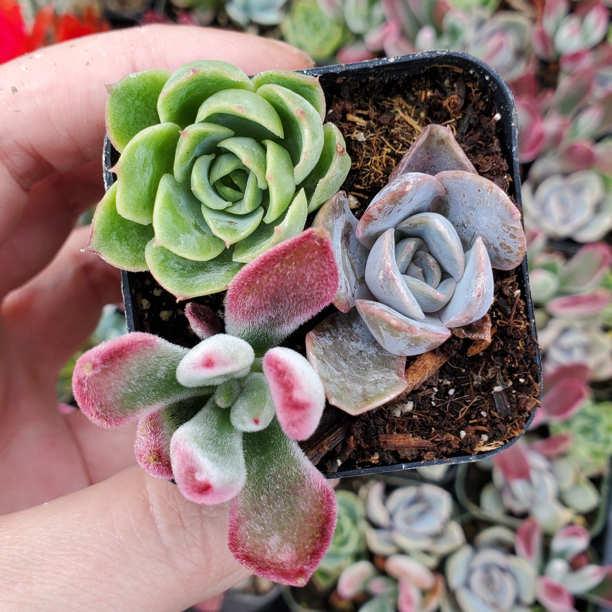 green and purple succulent Echeveria Mix (Purple, Red & Green)