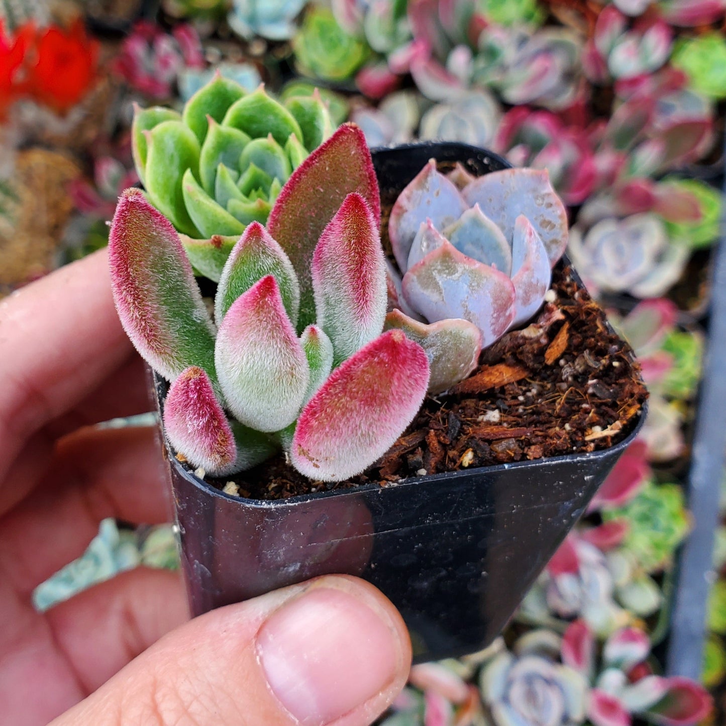 Echeveria Mix (Purple, Red & Green)
