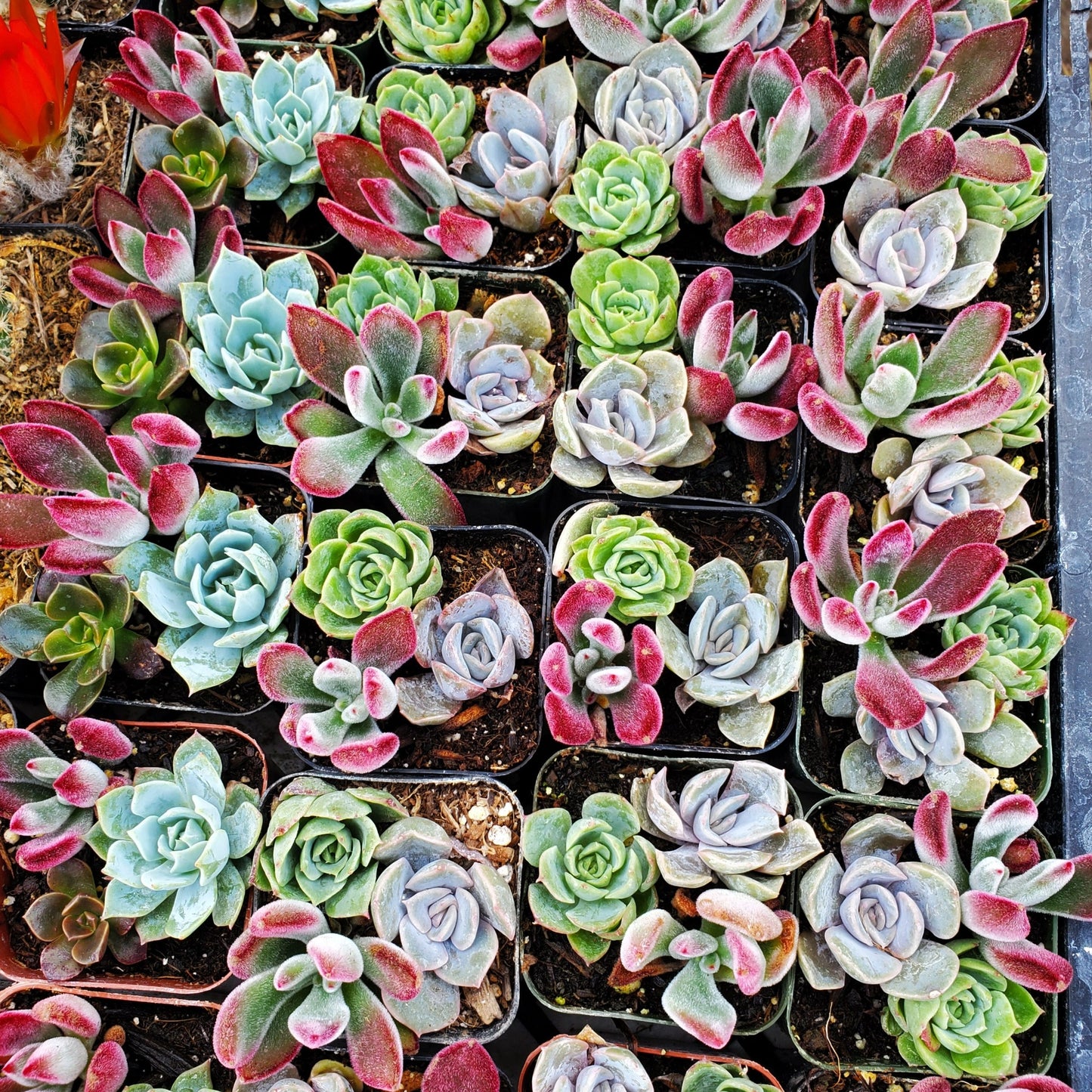 Echeveria Mix (Purple, Red & Green)