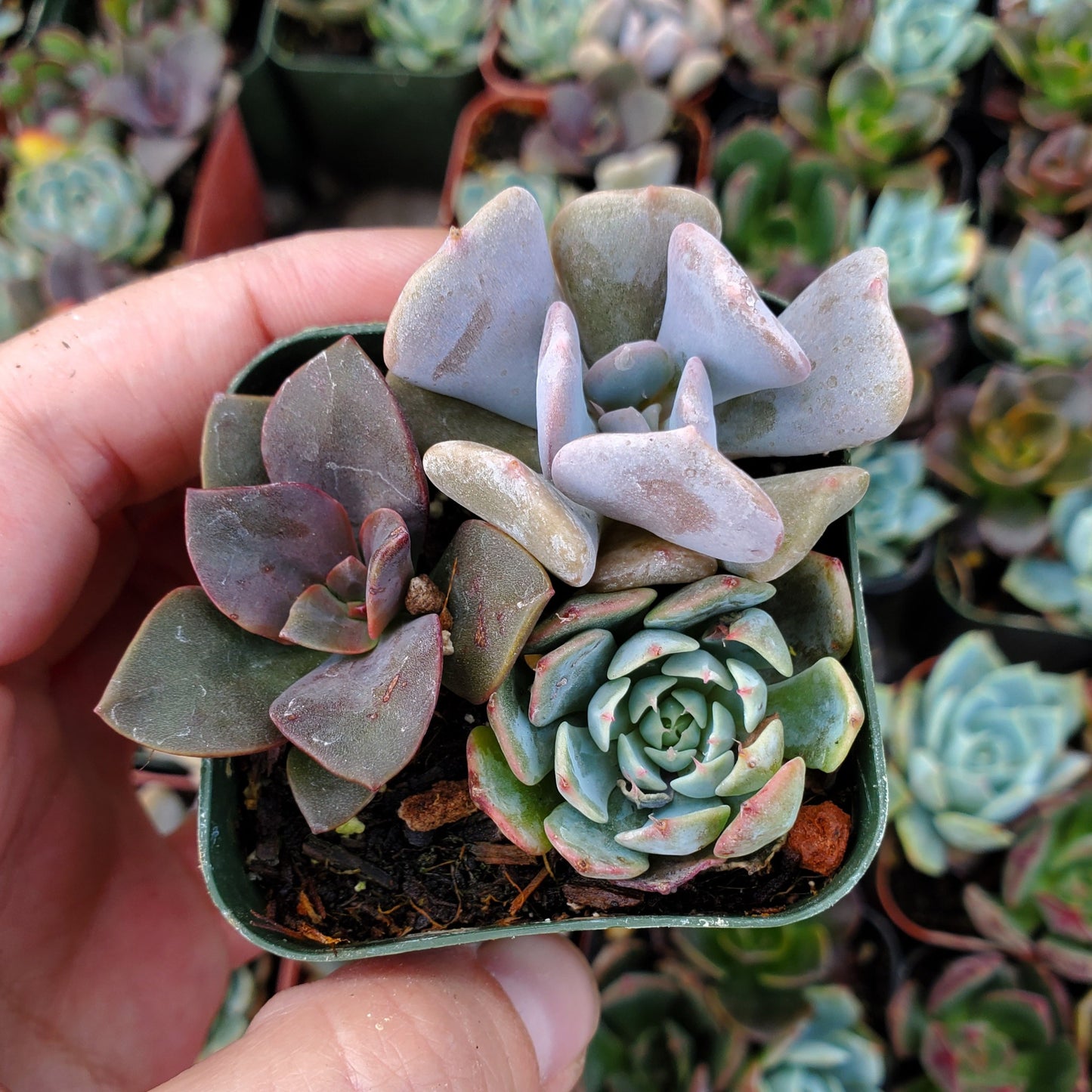 Echeveria Mix (Blue, Red & Purple)