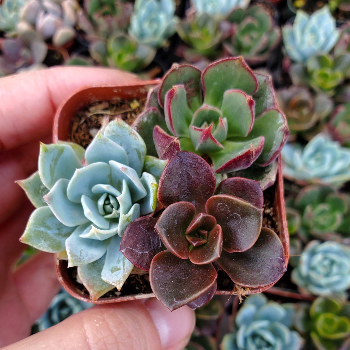 Echeveria Mix (Blue, Red & Green)