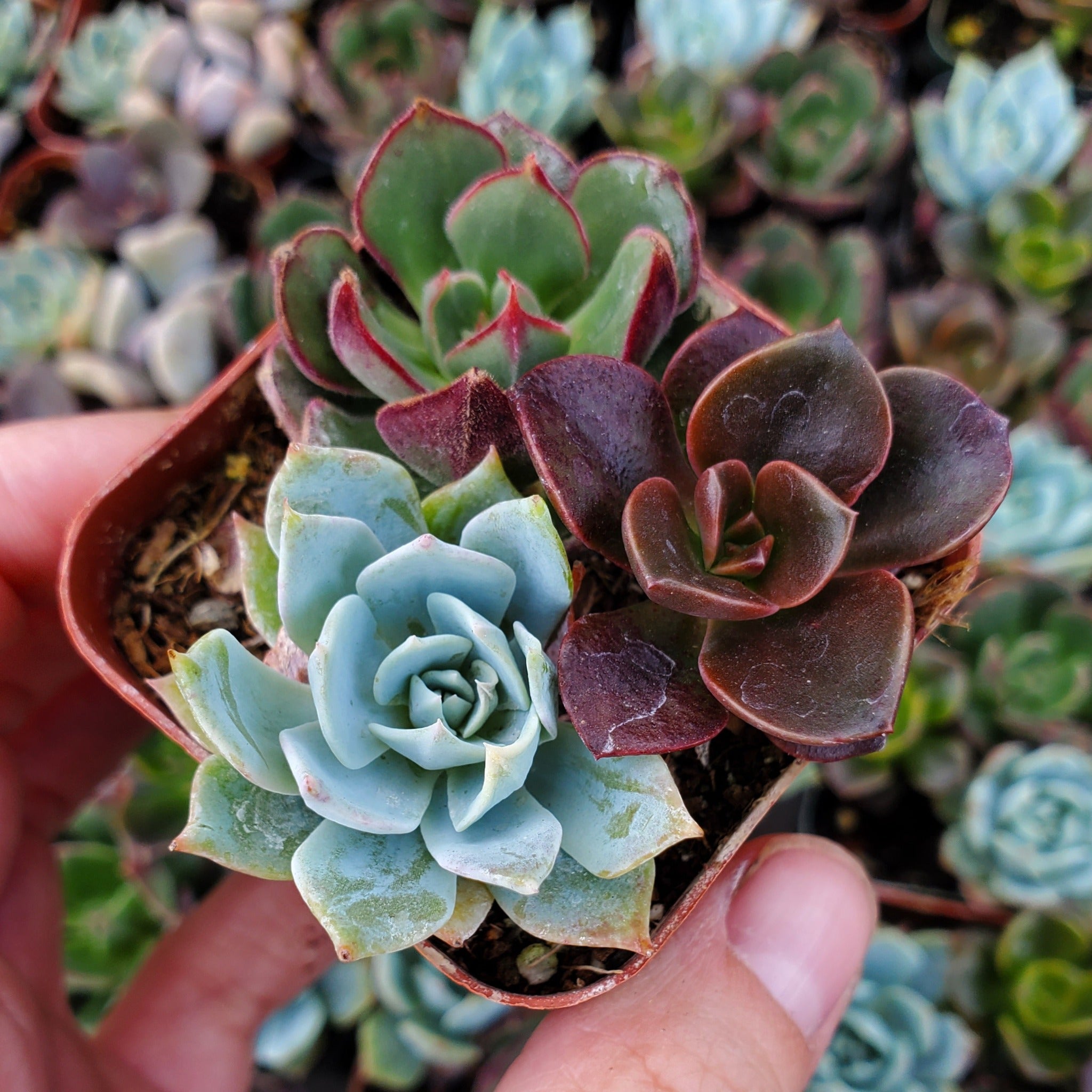blue red succulents Echeveria Mix (Blue, Red & Green)