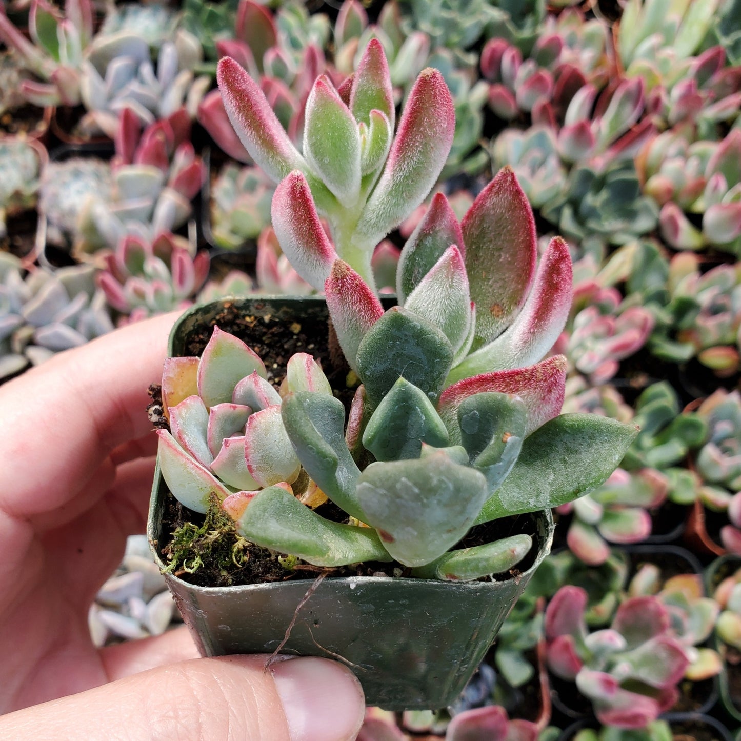 Echeveria Mix (Blue, Red & Green)