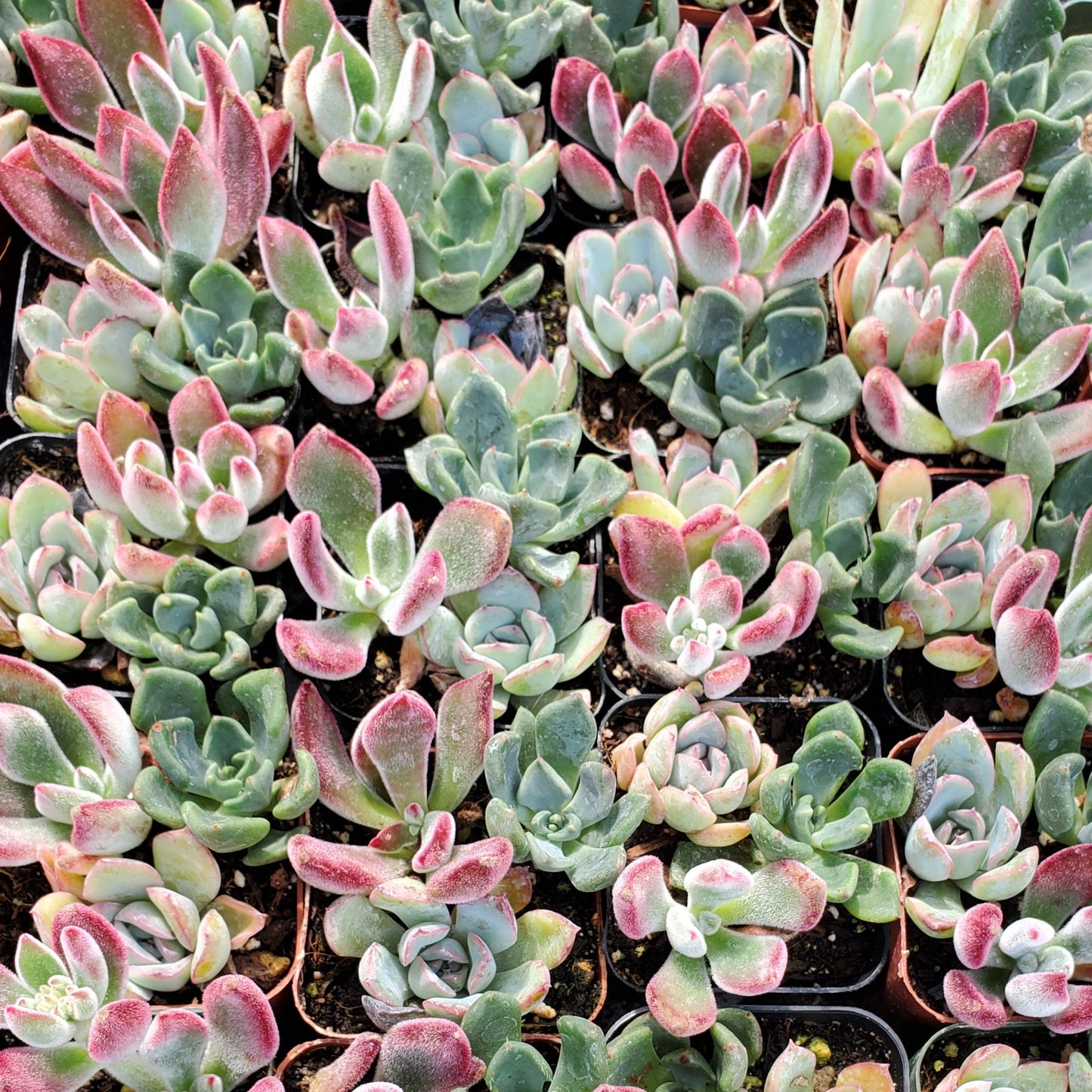 Echeveria Mix (Blue, Red & Green)