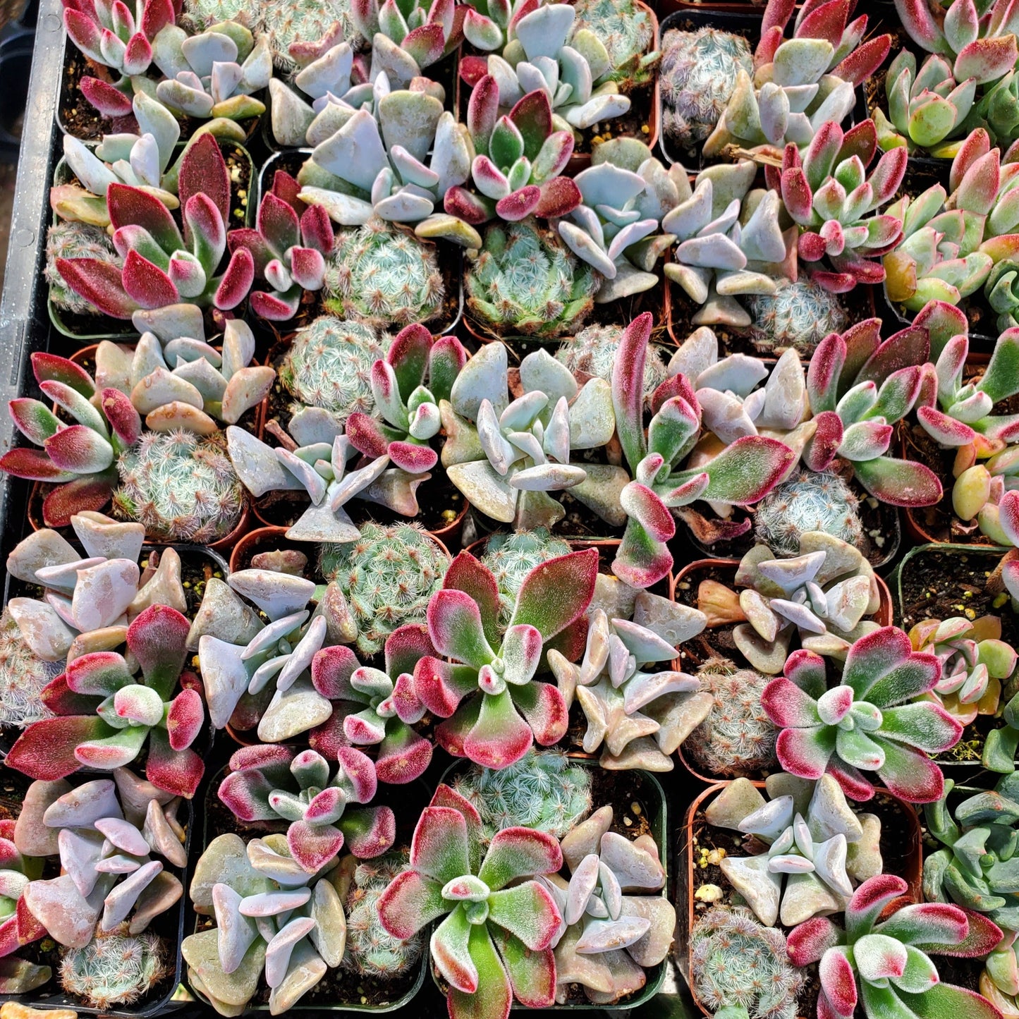 Echeveria Mix (Blue, Red & Purple)