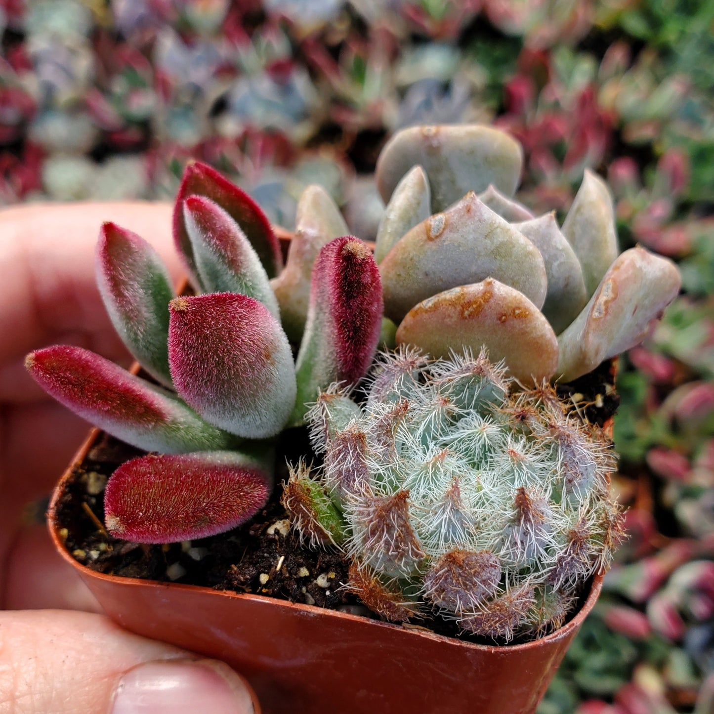 Echeveria Mix (Blue, Red & Purple)