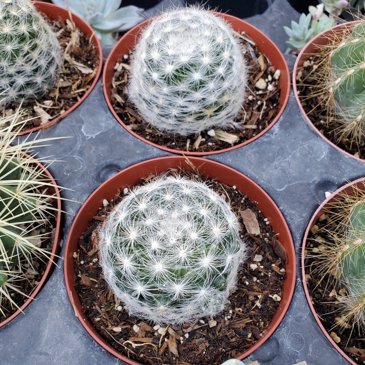 Mammillaria candida