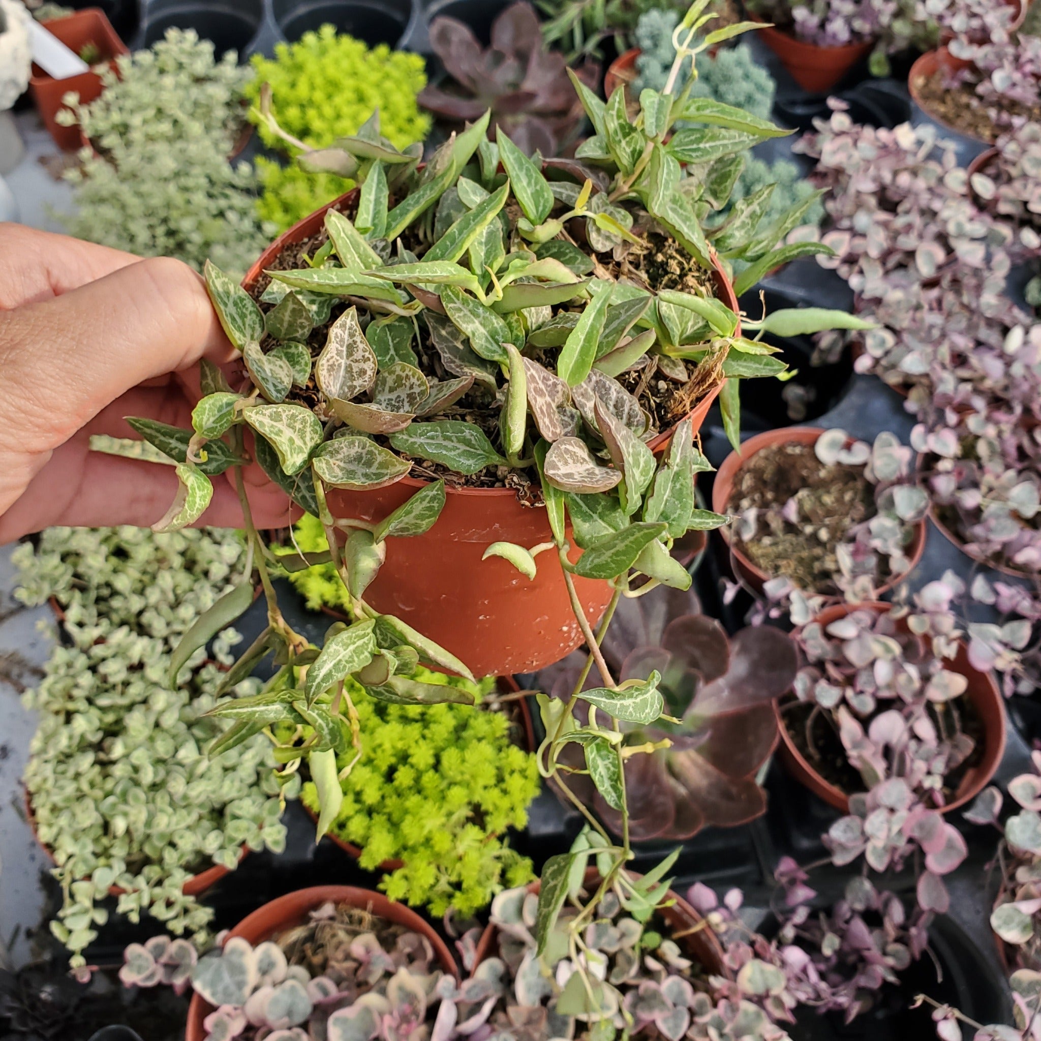 ceropegia woodii succulent Ceropegia woodii 'String of Spades'
