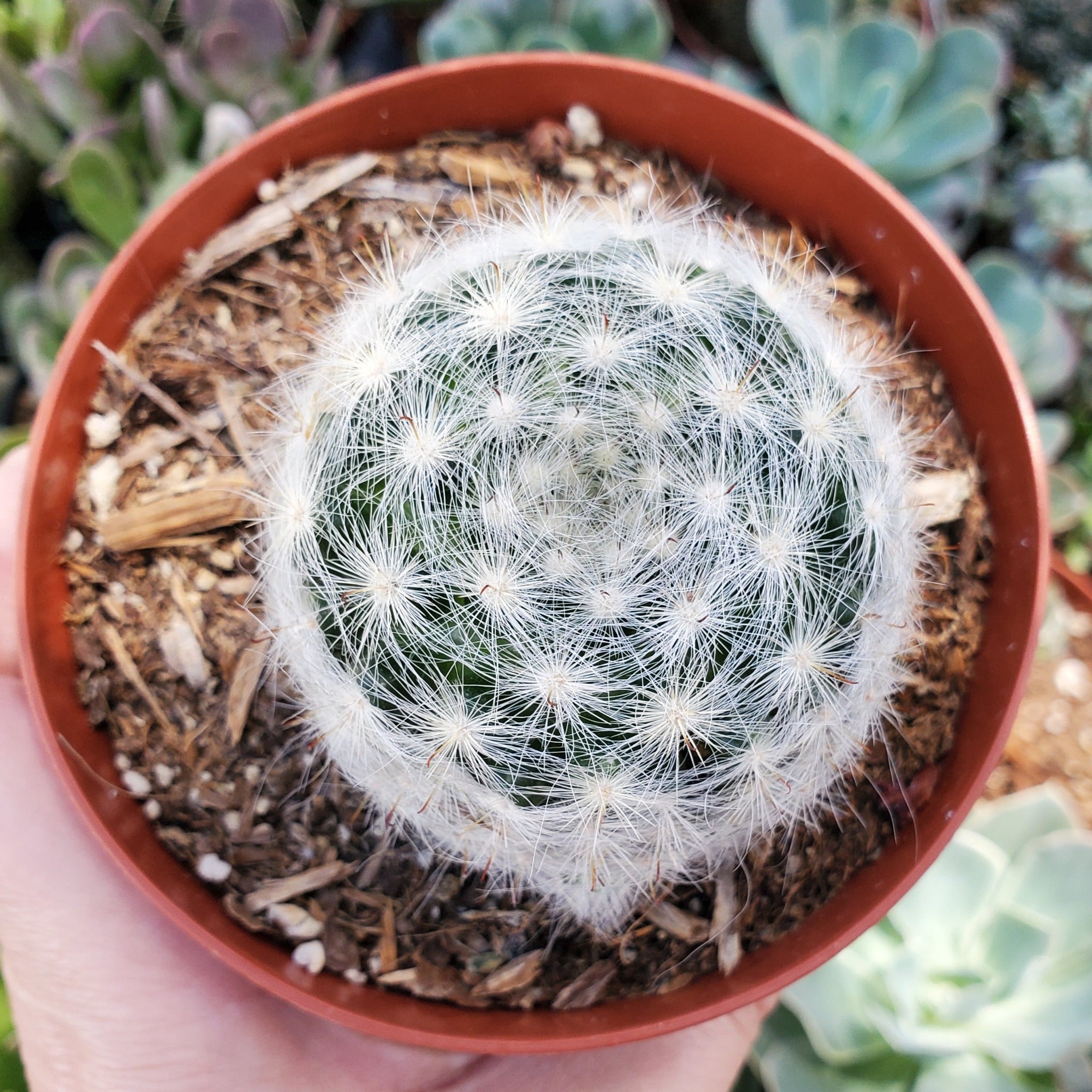 mammillaria succulent Mammillaria candida