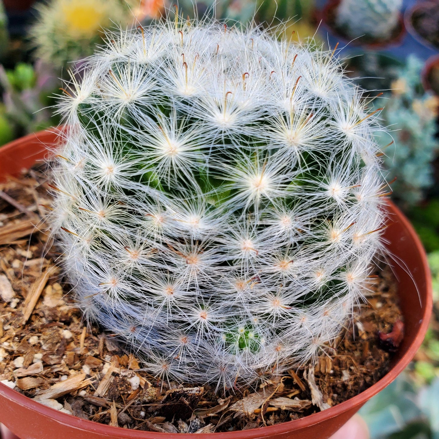 Mammillaria candida