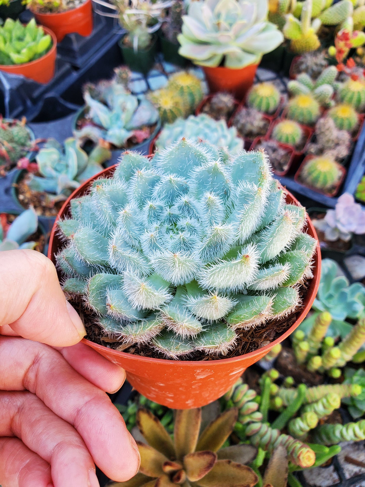 Echeveria setosa 'Mexican Firecracker'