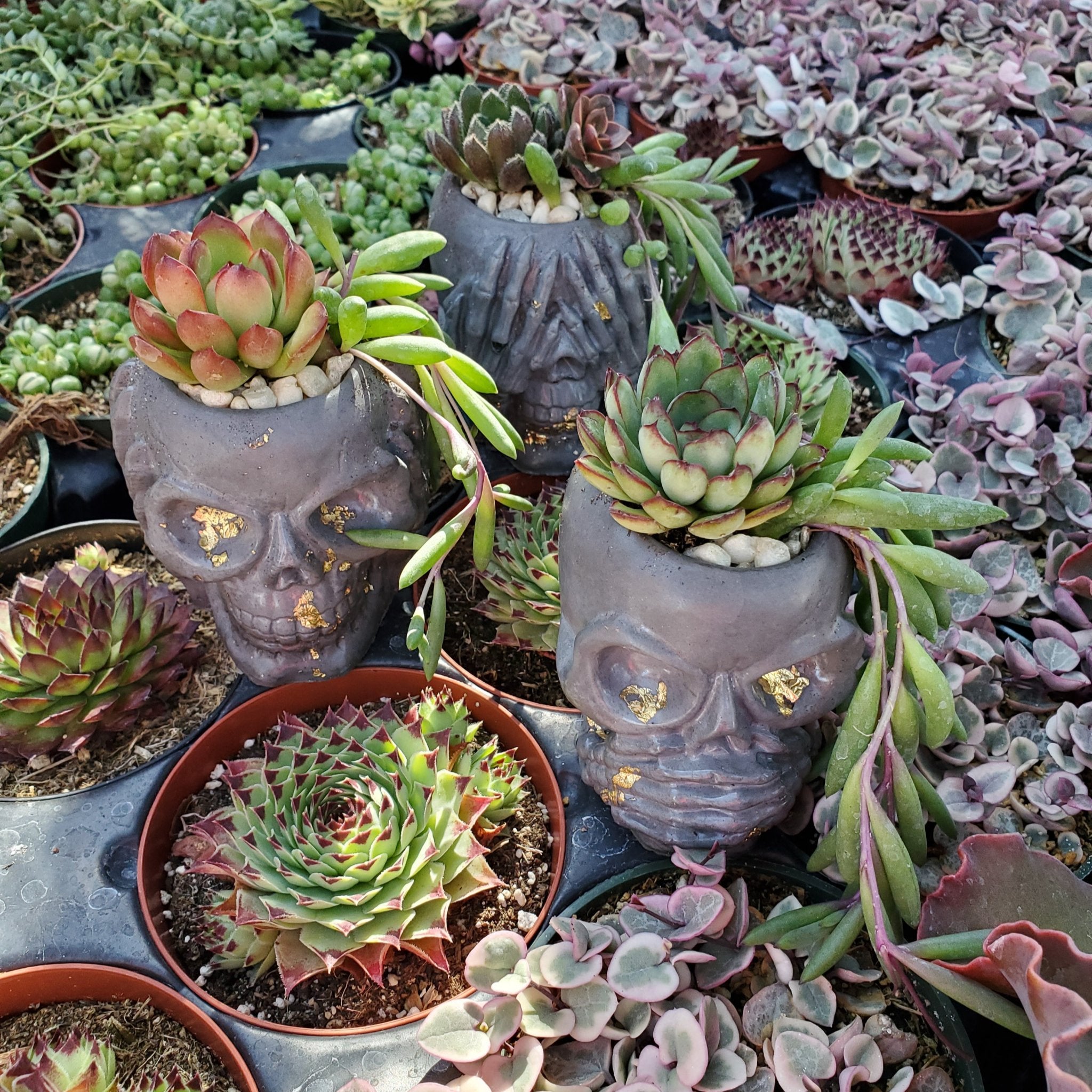 succulent trio Cement Skull Planter Trio Succulent Arrangements| Rooted in Paradise Succulent Studio White and pink with tray