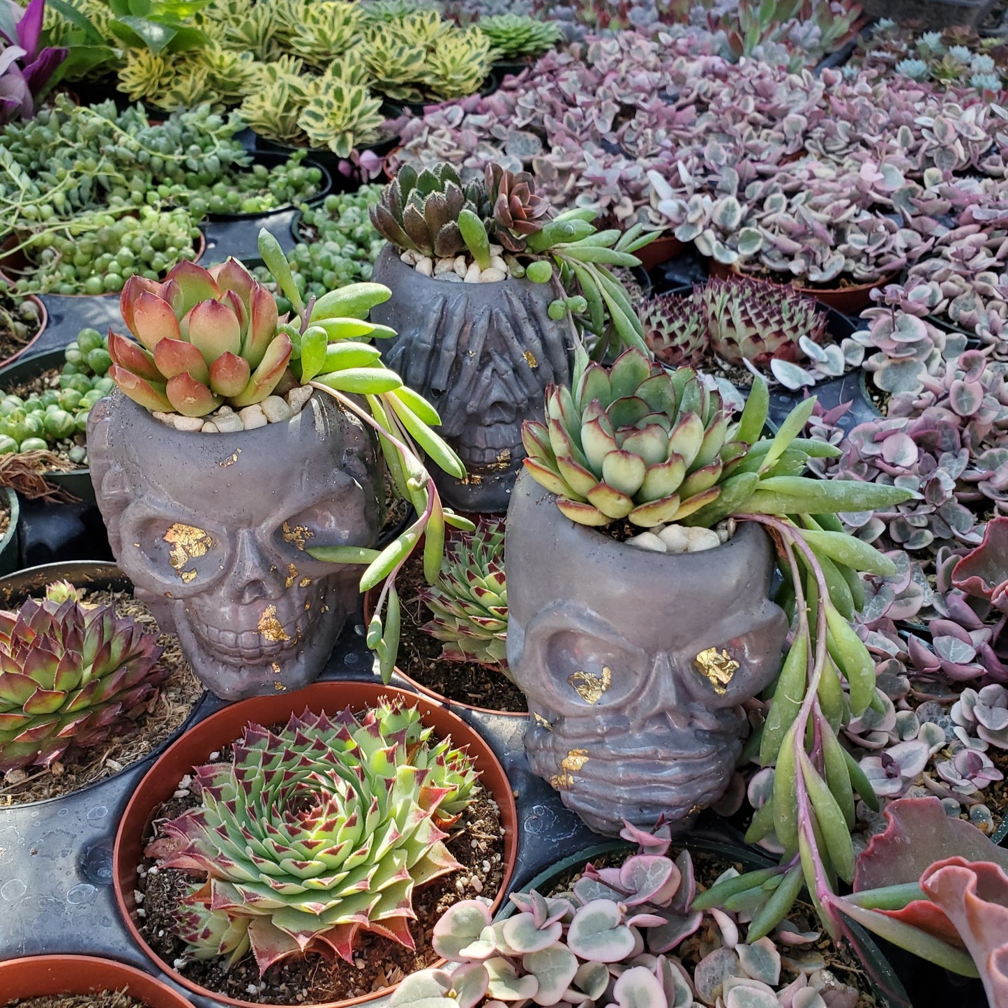 Cement Skull Planter Trio Succulent Arrangements