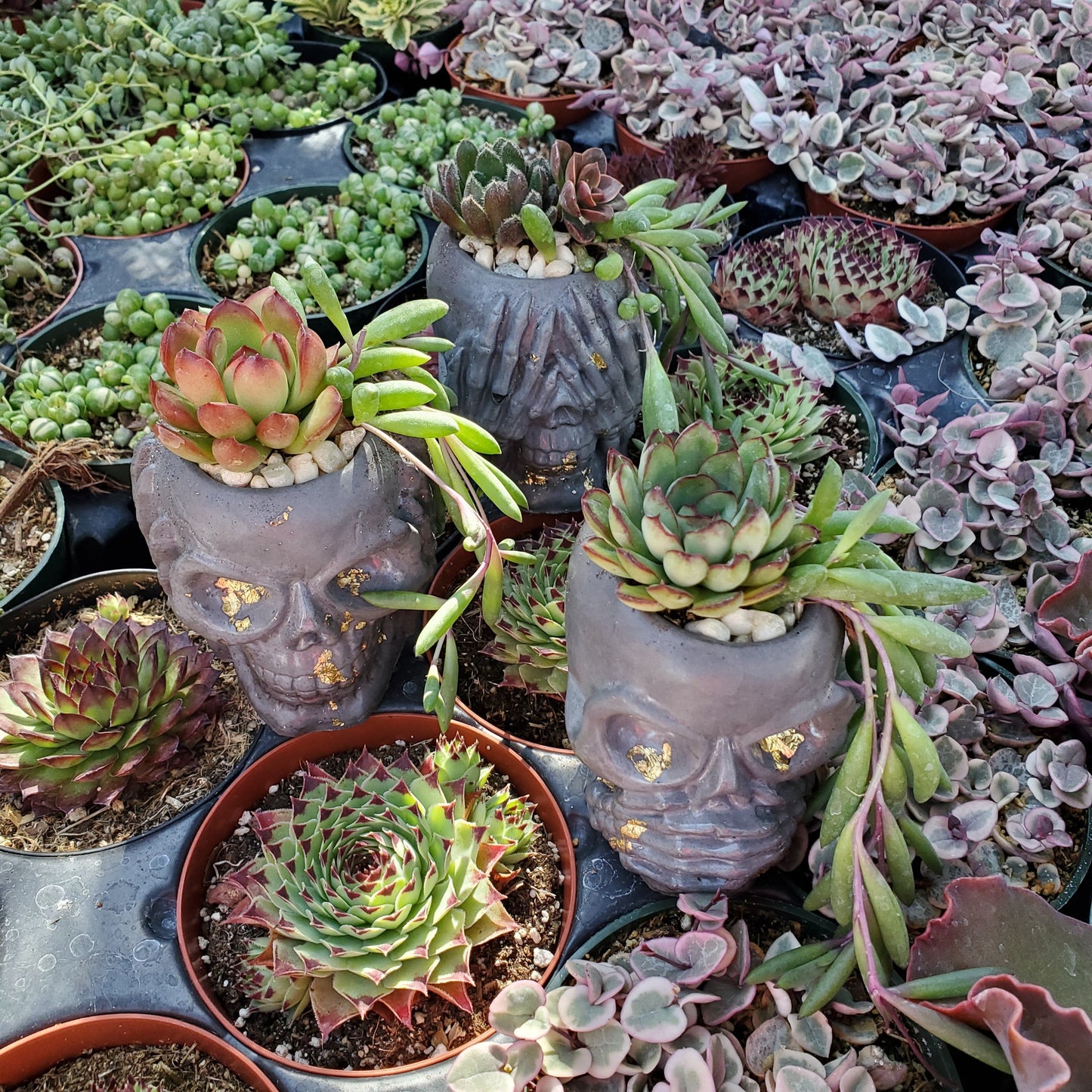 Cement Skull Planter Trio Succulent Arrangements