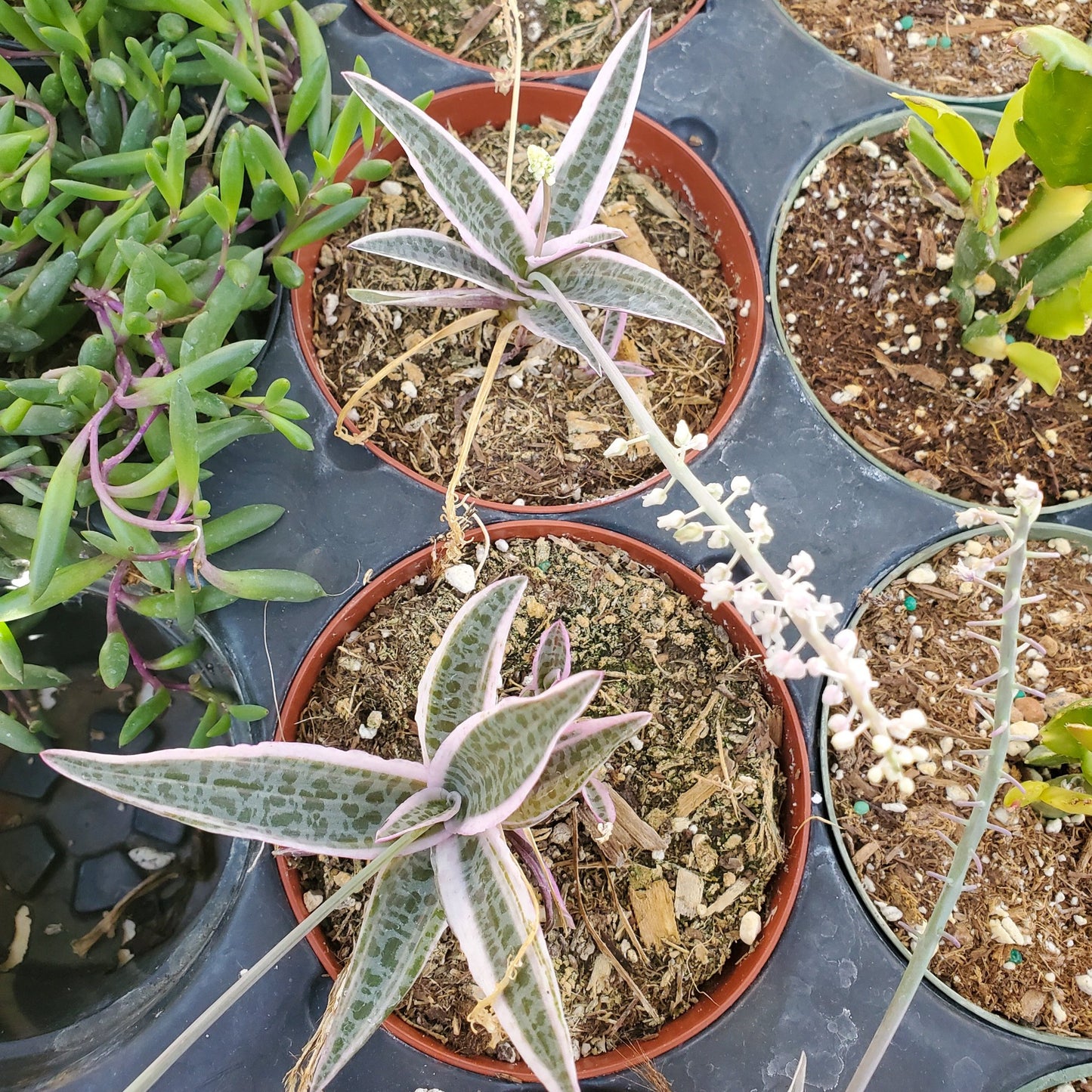 Variegated Ledebouria socialis 'Silver Squill'