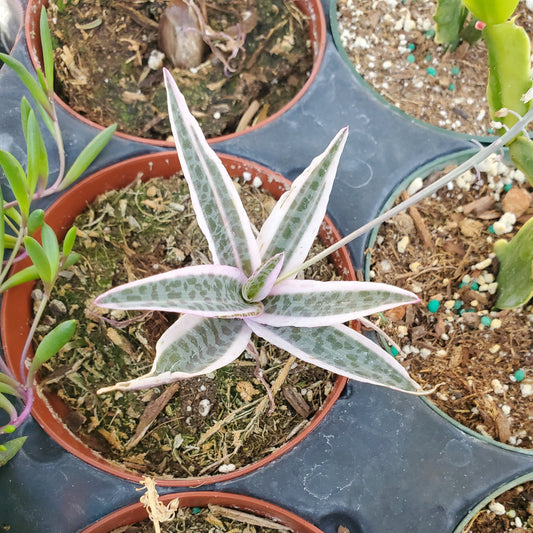 Variegated Ledebouria socialis 'Silver Squill'