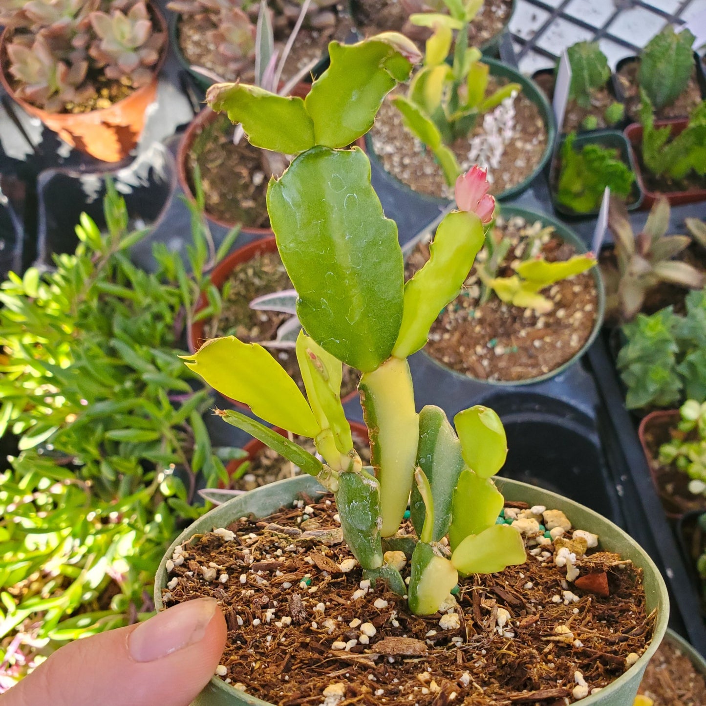 Variegated Schlumbergera 'Variegated Christmas Cactus'