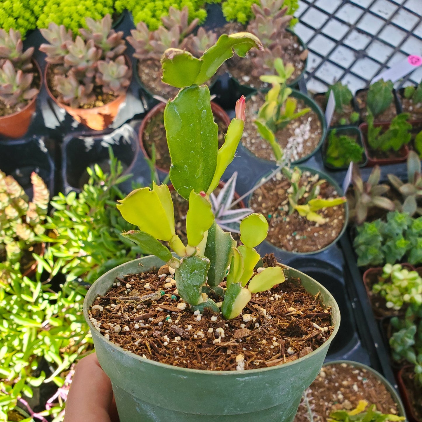 Variegated Schlumbergera 'Variegated Christmas Cactus'