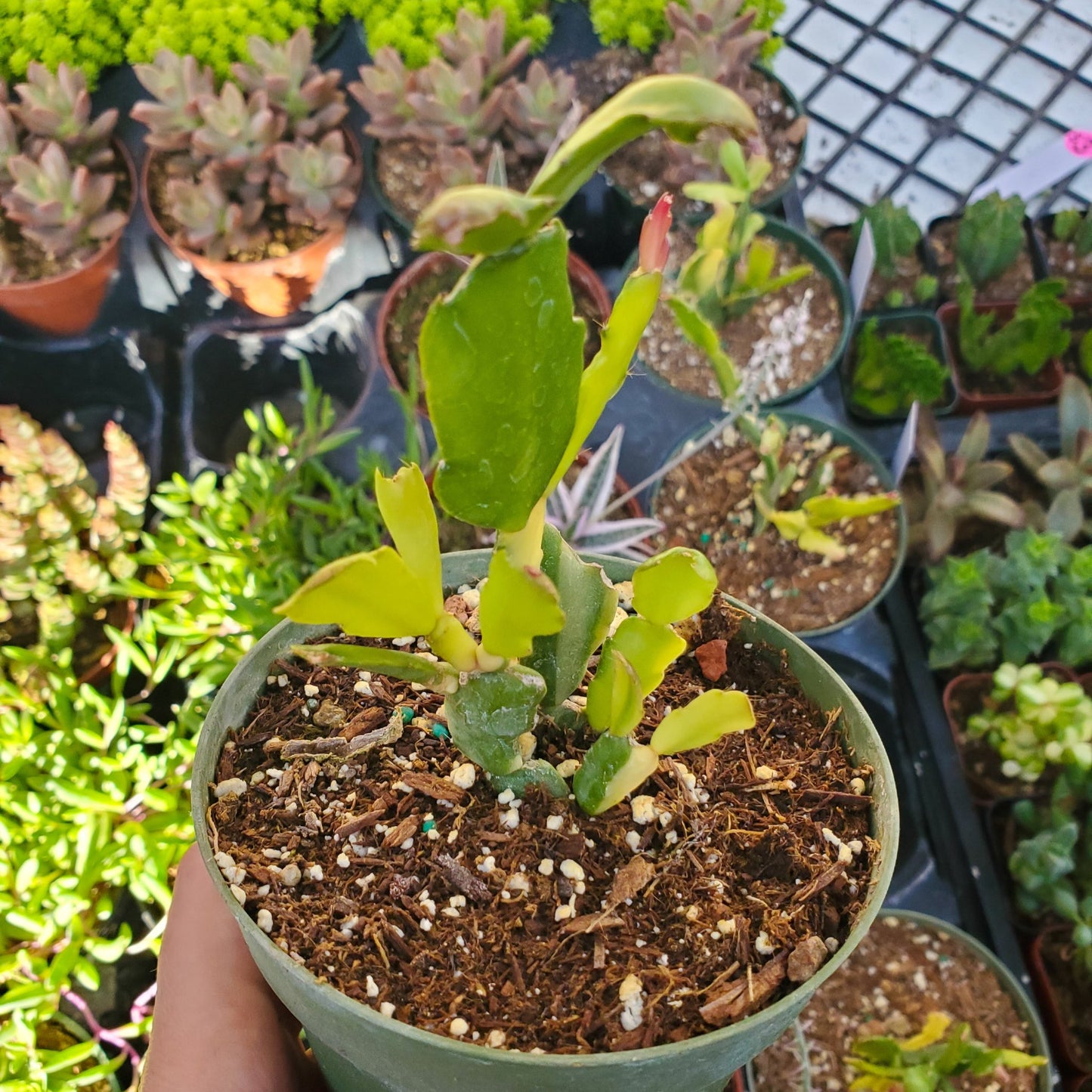 Variegated Schlumbergera 'Variegated Christmas Cactus'