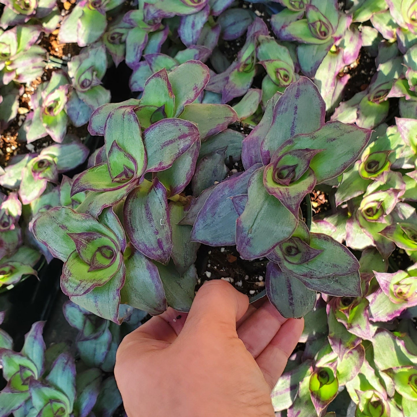 Callisia soconuscensis 'Dragon Tail'